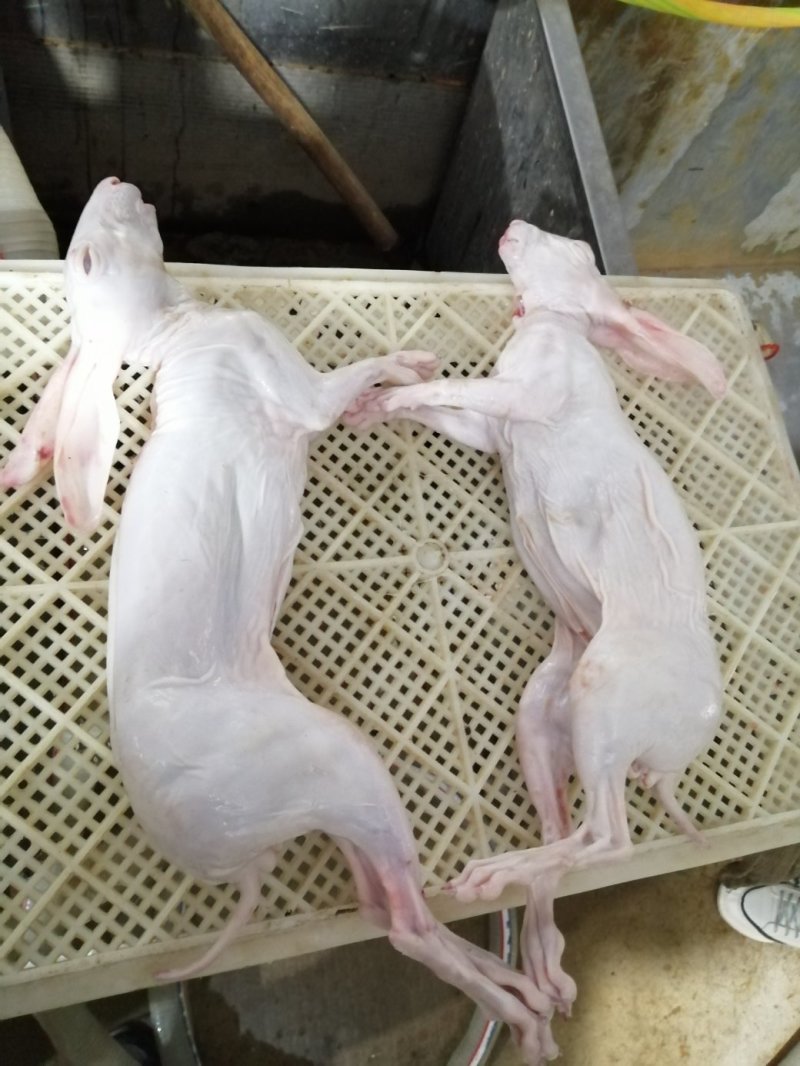 烫皮兔，7—8只每箱