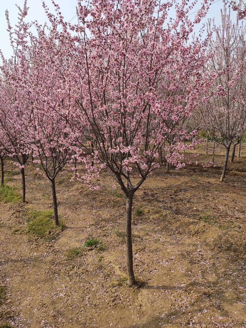 基地出售美人梅地径4公分5公分6公分树形优美