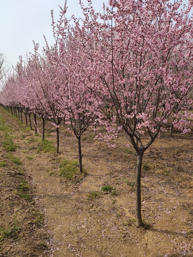 基地出售美人梅地径4公分5公分6公分树形优美