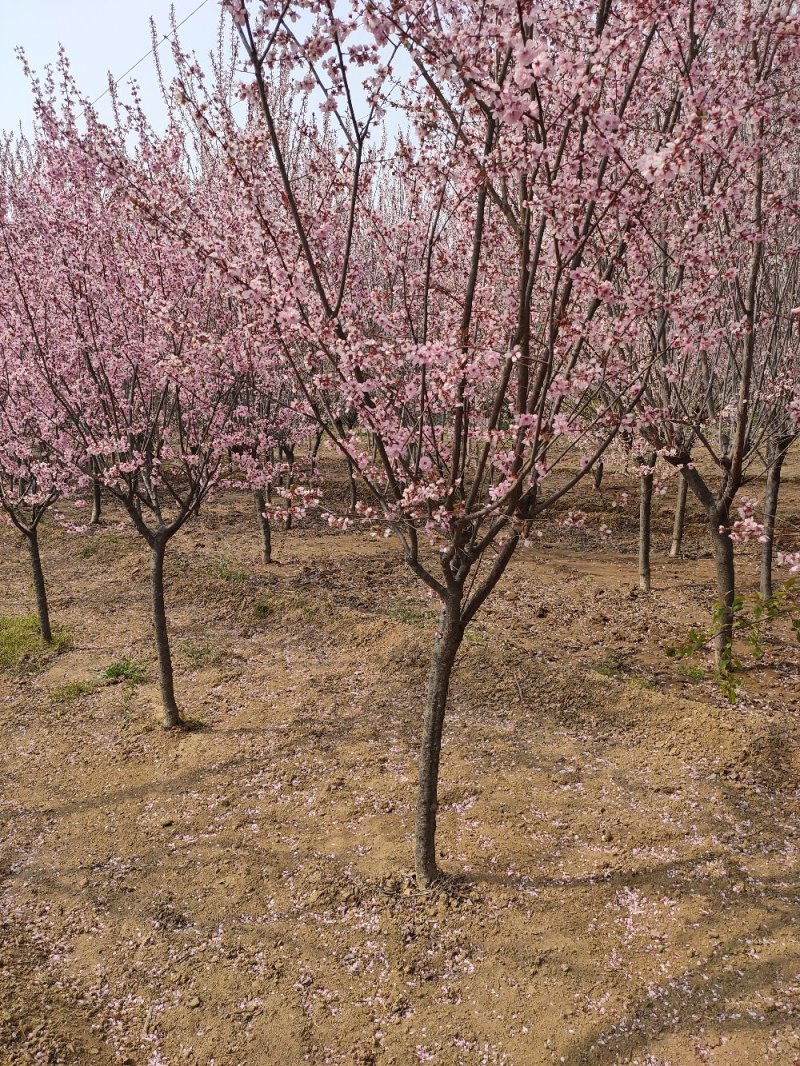 基地出售美人梅地径4公分5公分6公分树形优美