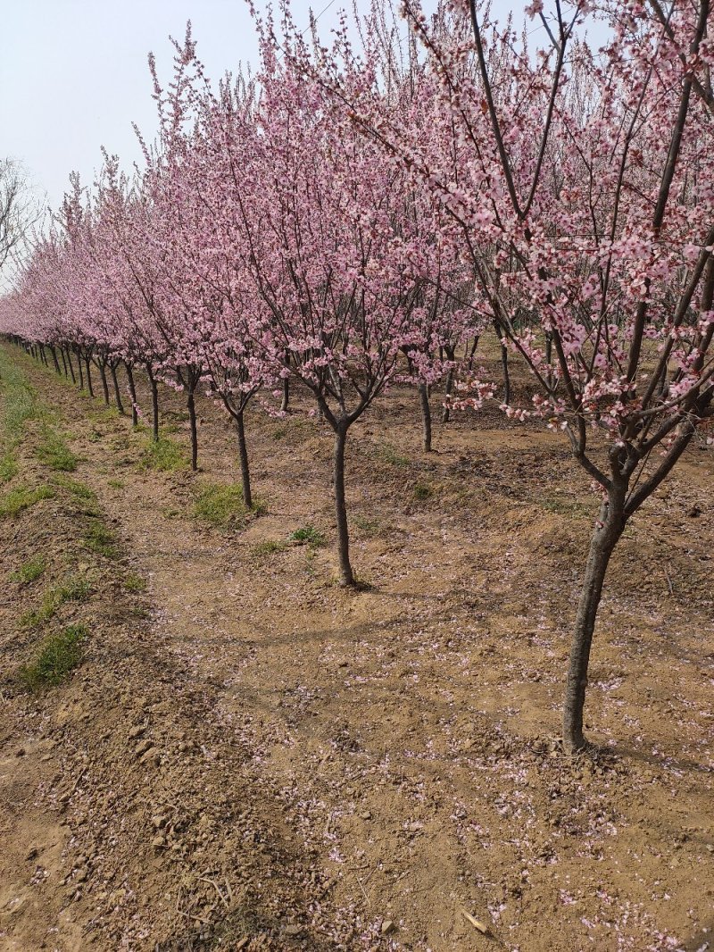 基地出售美人梅地径4公分5公分6公分树形优美