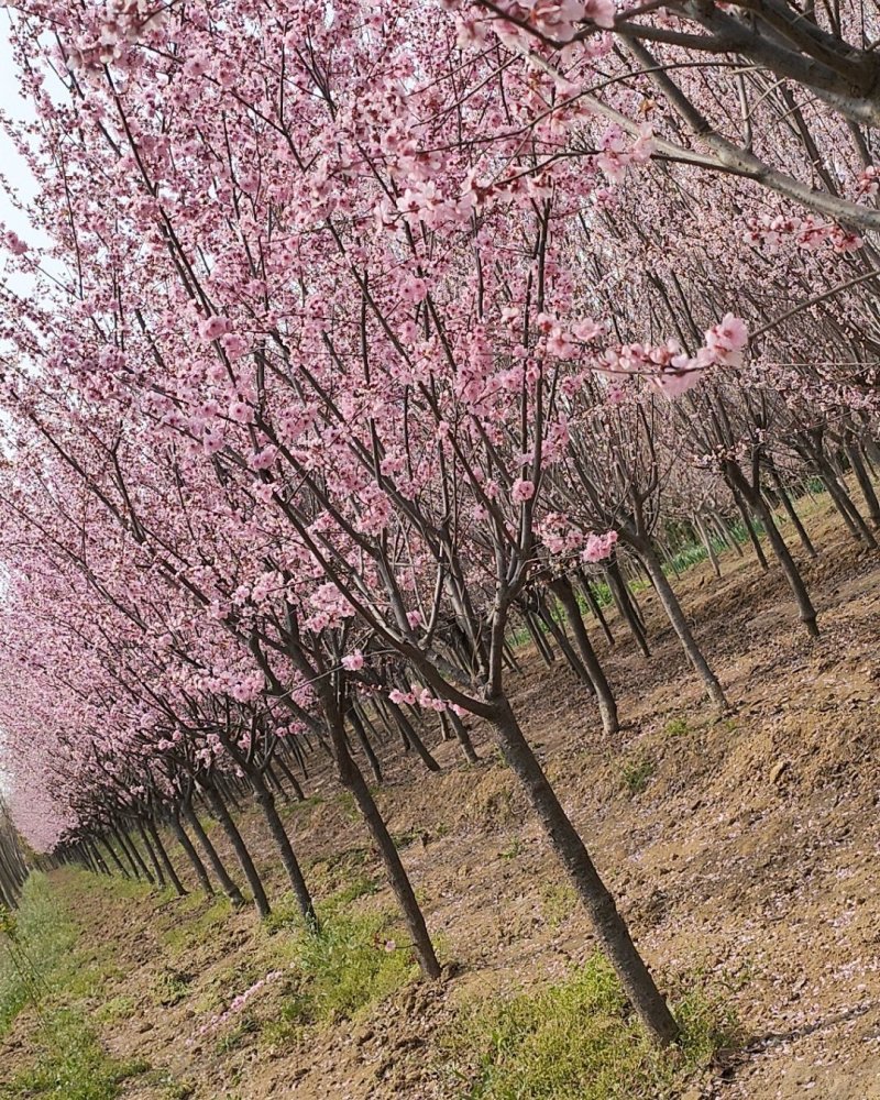 基地出售美人梅地径4公分5公分6公分树形优美