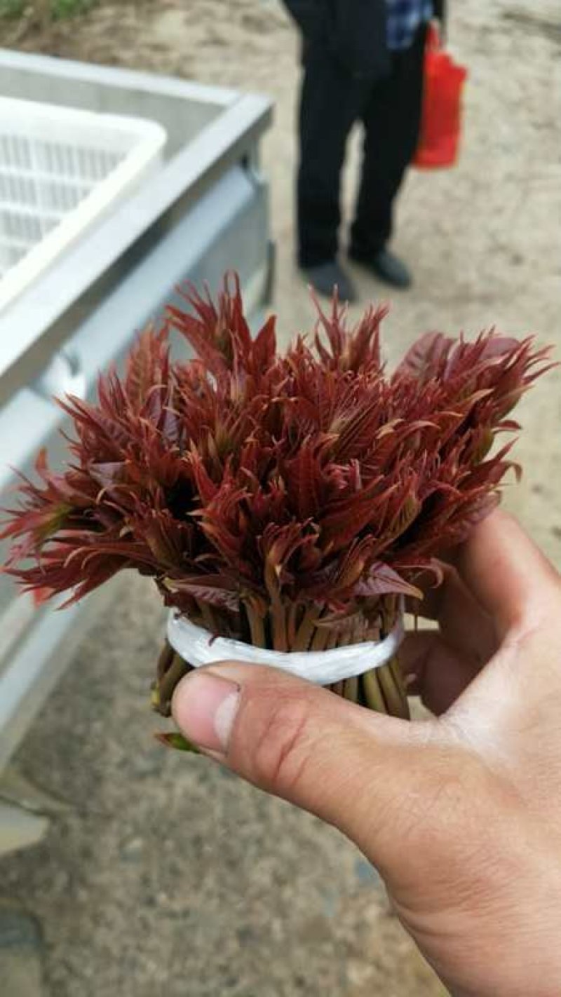 红油香椿