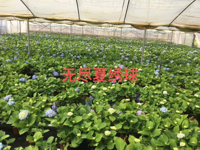 无尽夏绣球苗全国发货，包邮