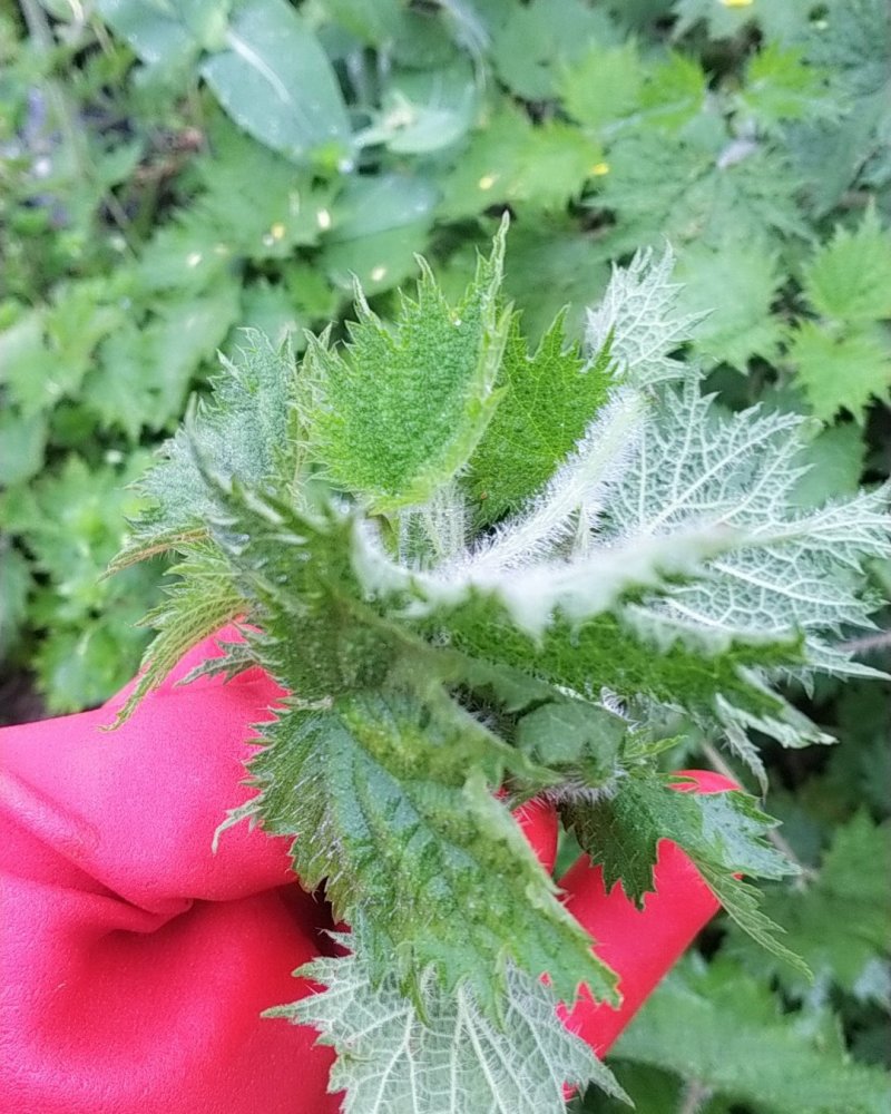 荨麻草，农村纯野生，需要的速度点，中秋后就不好晒干了