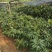 荔枝苗妃子笑荔枝苗糯米糍荔枝苗可以带泥球发货、