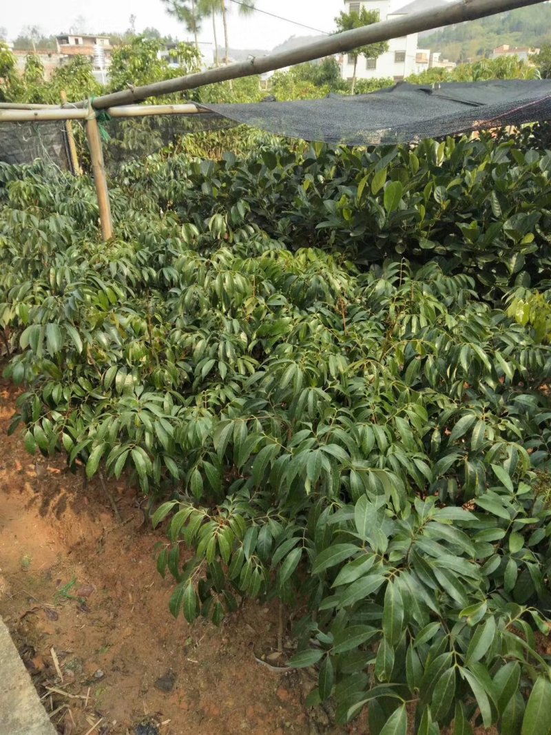 荔枝苗妃子笑荔枝苗糯米糍荔枝苗可以带泥球发货、