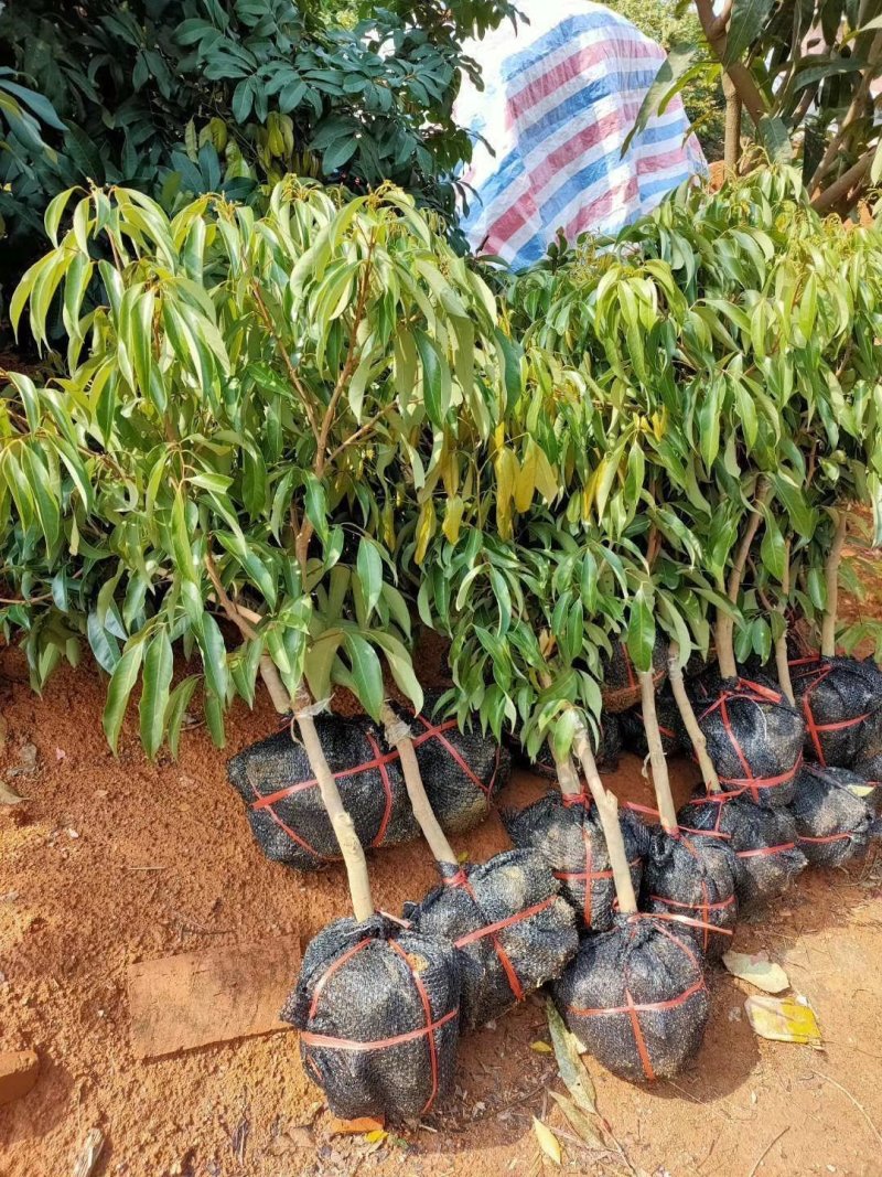 荔枝苗妃子笑荔枝苗糯米糍荔枝苗可以带泥球发货、