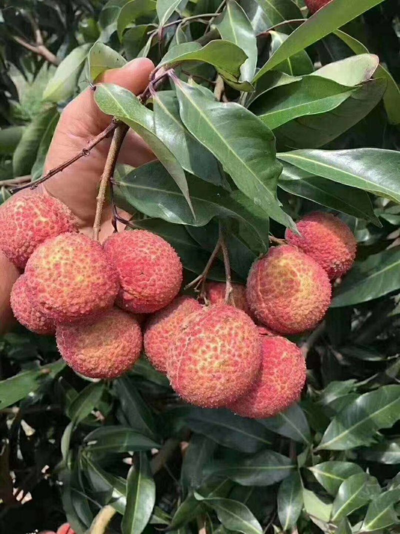 荔枝苗妃子笑荔枝苗糯米糍荔枝苗可以带泥球发货、