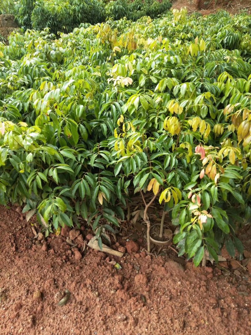 荔枝苗妃子笑荔枝苗糯米糍荔枝苗可以带泥球发货、