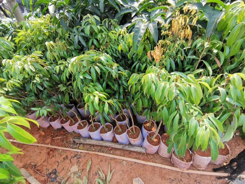 荔枝苗妃子笑荔枝苗糯米糍荔枝苗可以带泥球发货、