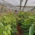 荔枝苗妃子笑荔枝苗糯米糍荔枝苗可以带泥球发货、