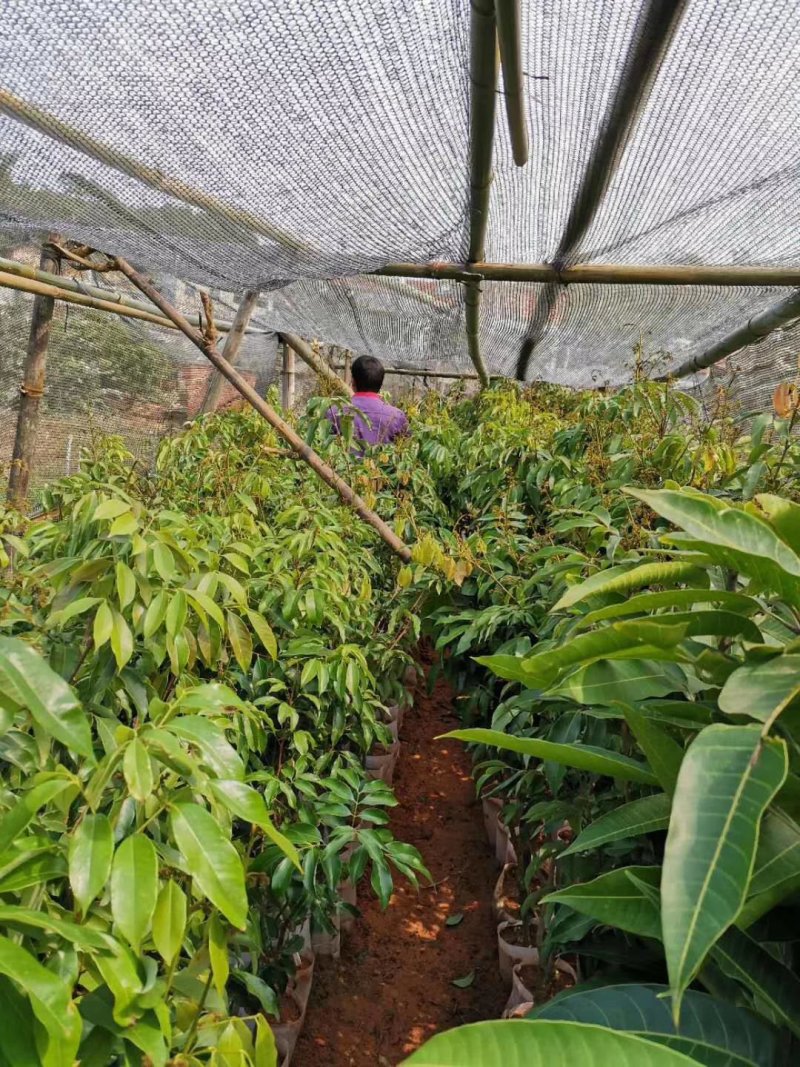 荔枝苗妃子笑荔枝苗糯米糍荔枝苗可以带泥球发货、