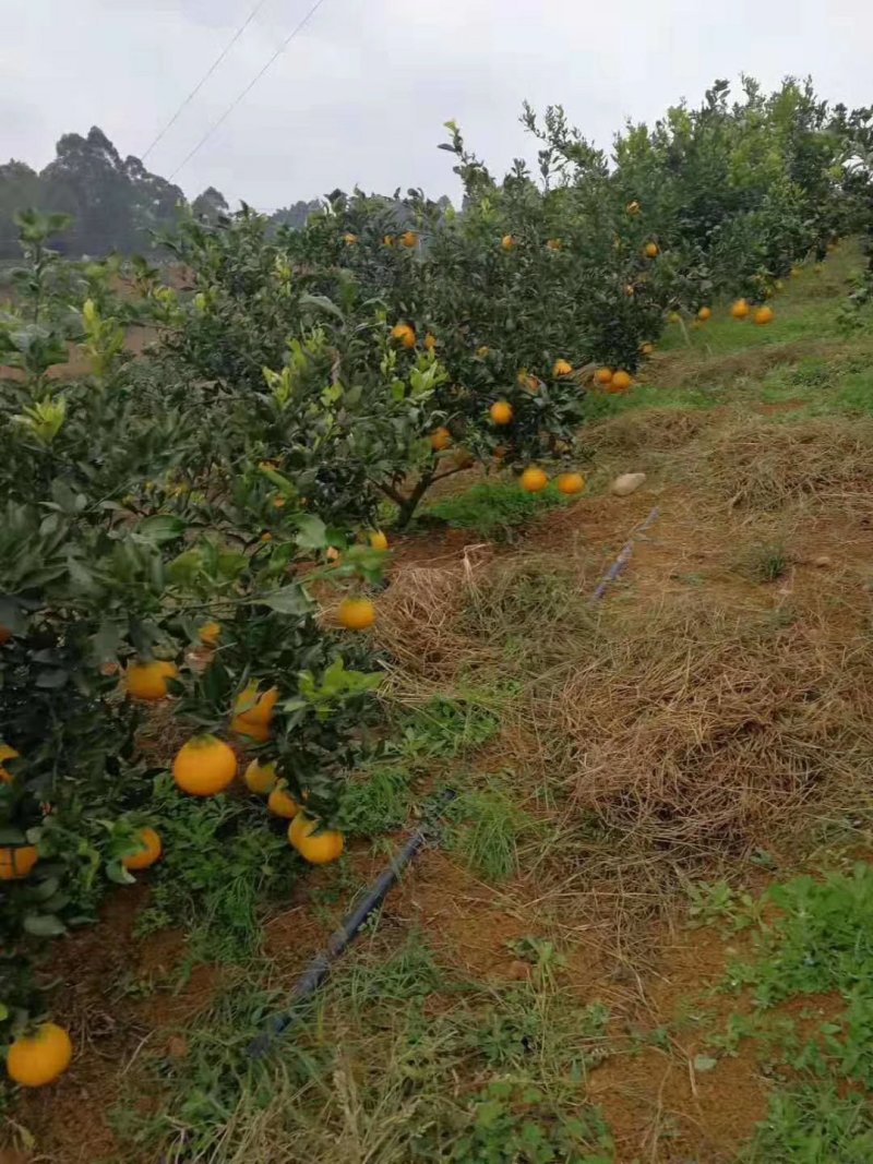 四川春见耙耙柑柑橘苗无中间商苗木基地现挖现发品种保障包活