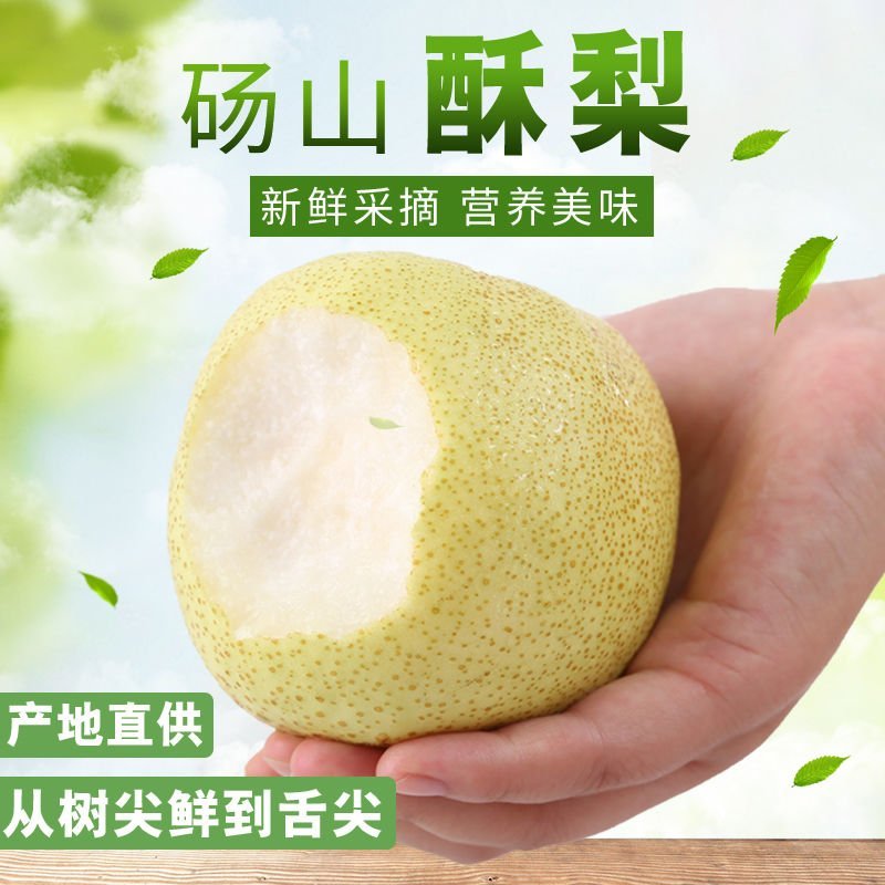 新鲜砀山酥梨百年梨树当季现摘水果批发