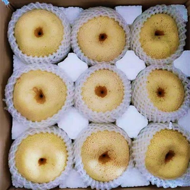 新鲜砀山酥梨百年梨树当季现摘水果批发