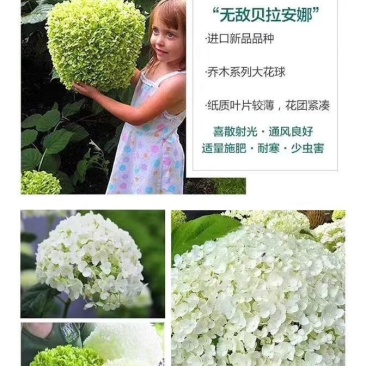 圆锥绣球苗老桩大量出售