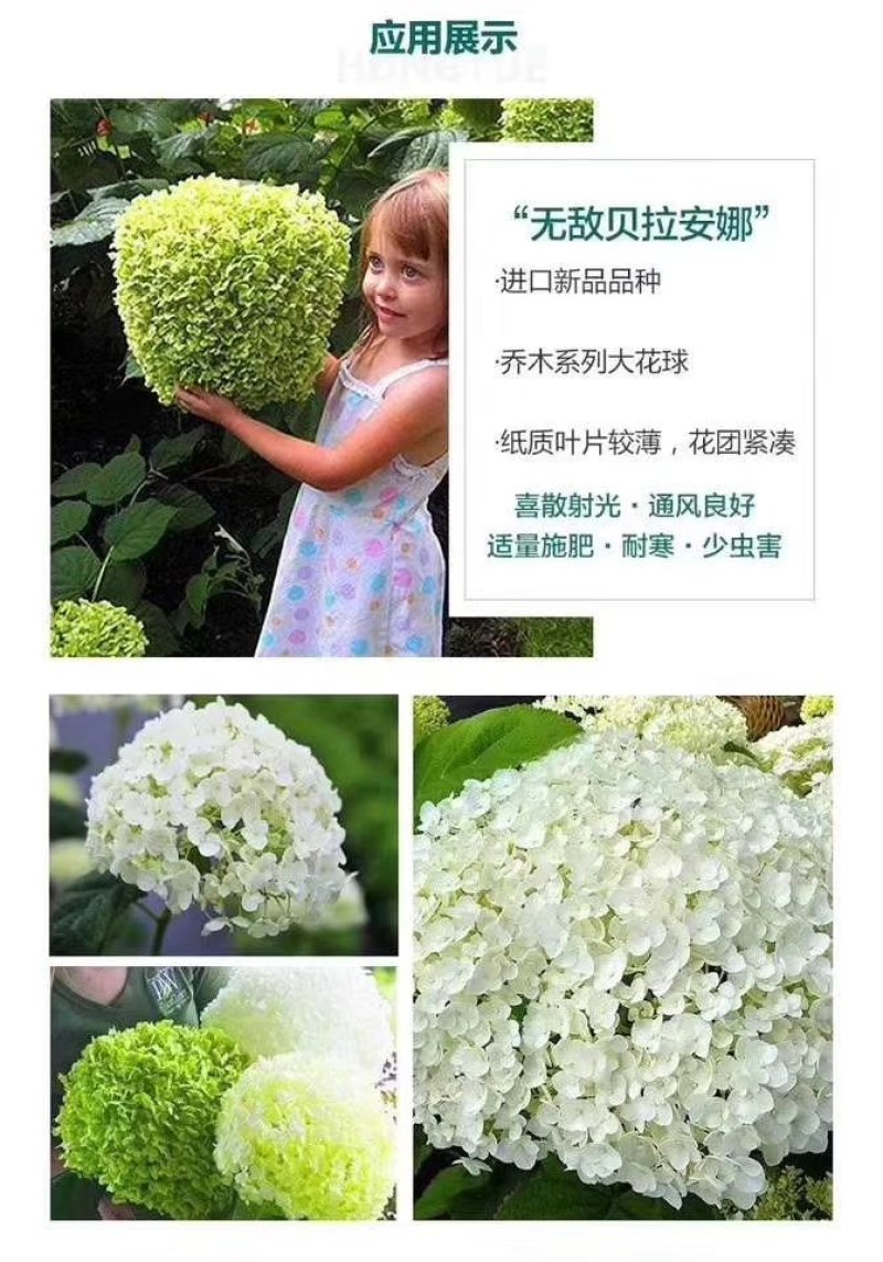 圆锥绣球苗老桩大量出售