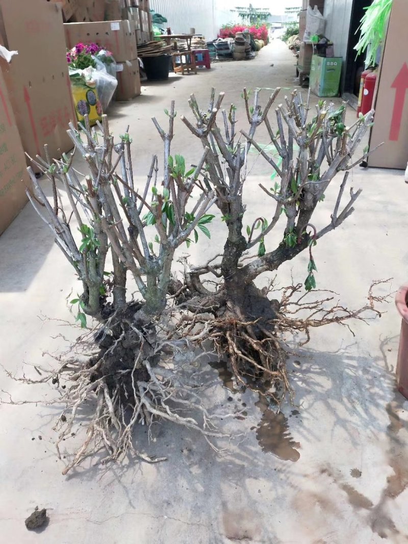 圆锥绣球苗老桩大量出售