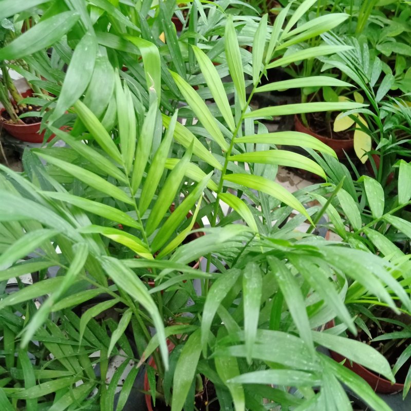 90袖珍椰子带盆发物流运费到付货到自提不送货上门