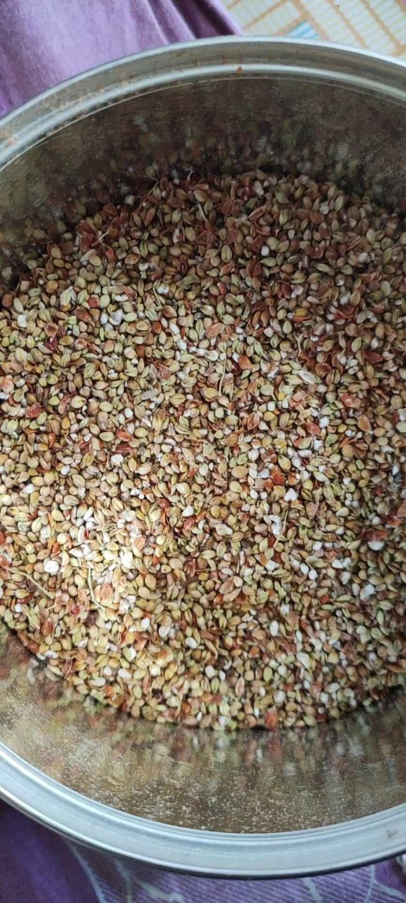 带皮红高粱籽鸽子鸽粮斑鸪鹦鹉玄凤和尚鸟粮鸟食仓鼠食物