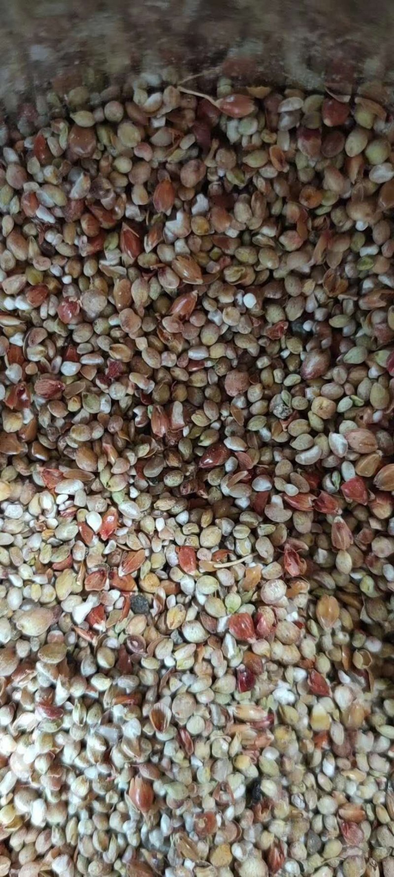 带皮红高粱籽鸽子鸽粮斑鸪鹦鹉玄凤和尚鸟粮鸟食仓鼠食物