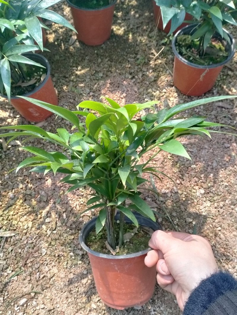 竹柏又名长寿竹可视频看货自产自销大量有货10至12棵