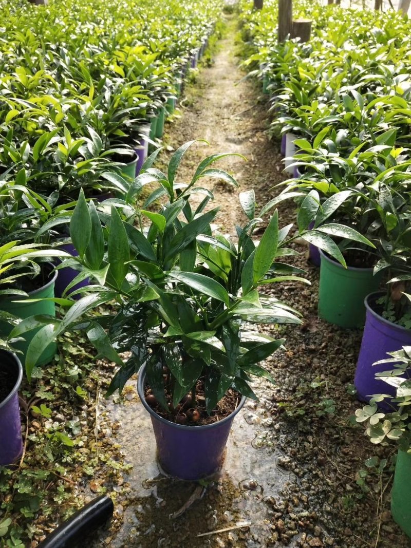 竹柏又名长寿竹可视频看货自产自销大量有货10至12棵