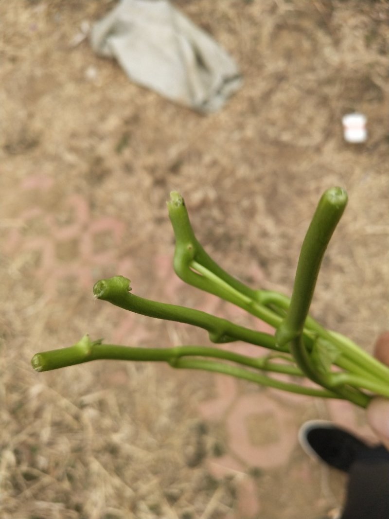 山东红薯专业合作社龙薯九号原种脱毒红薯苗15~25cm