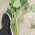 山东红薯专业合作社龙薯九号原种脱毒红薯苗15~25cm