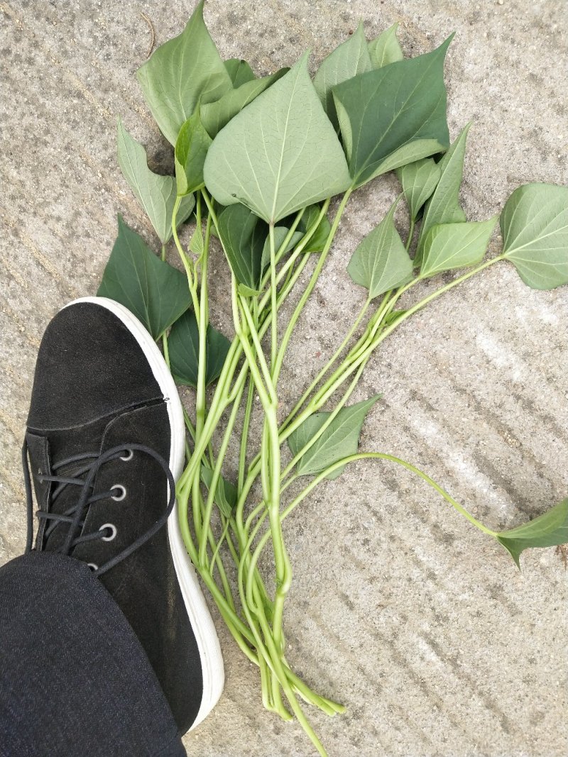 山东红薯专业合作社龙薯九号原种脱毒红薯苗15~25cm