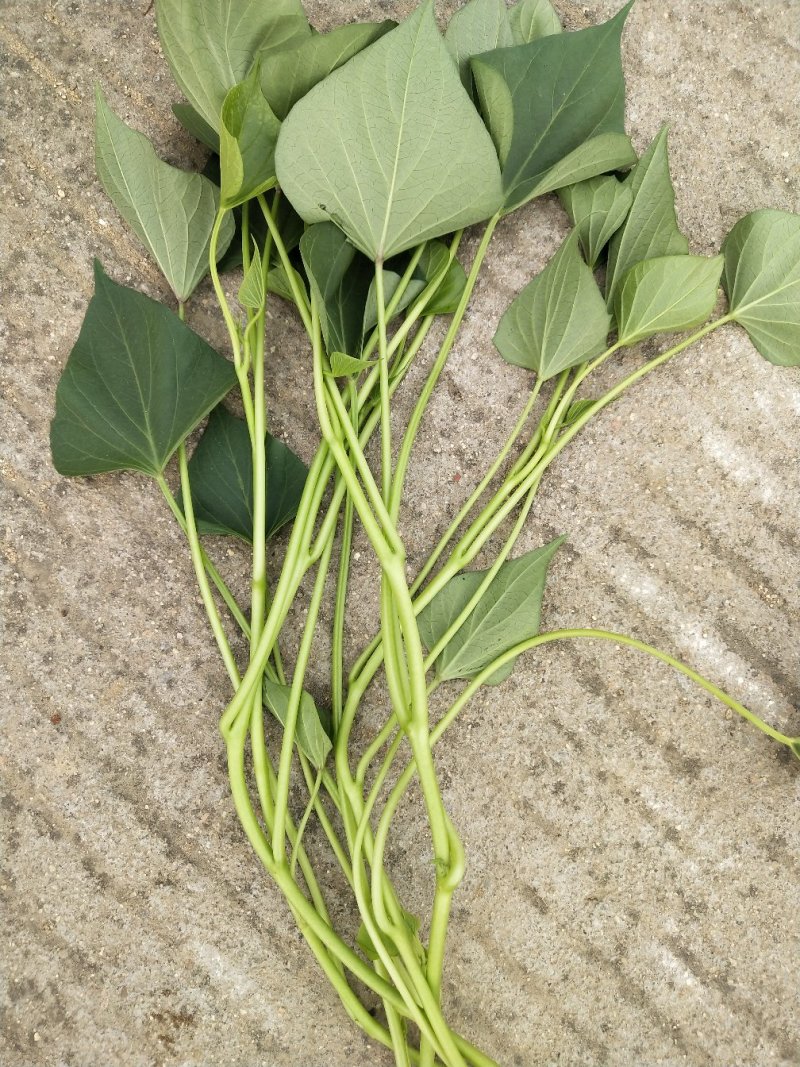 山东红薯专业合作社龙薯九号原种脱毒红薯苗15~25cm