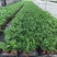 90袖珍椰子带盆发物流运费到付货到自提不送货上门