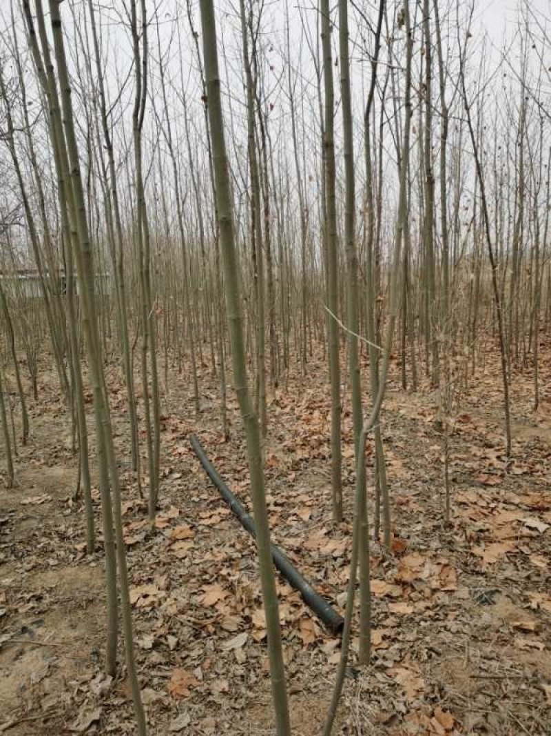 法桐3公分，一万棵。定值。欢迎大家联系，洽谈。