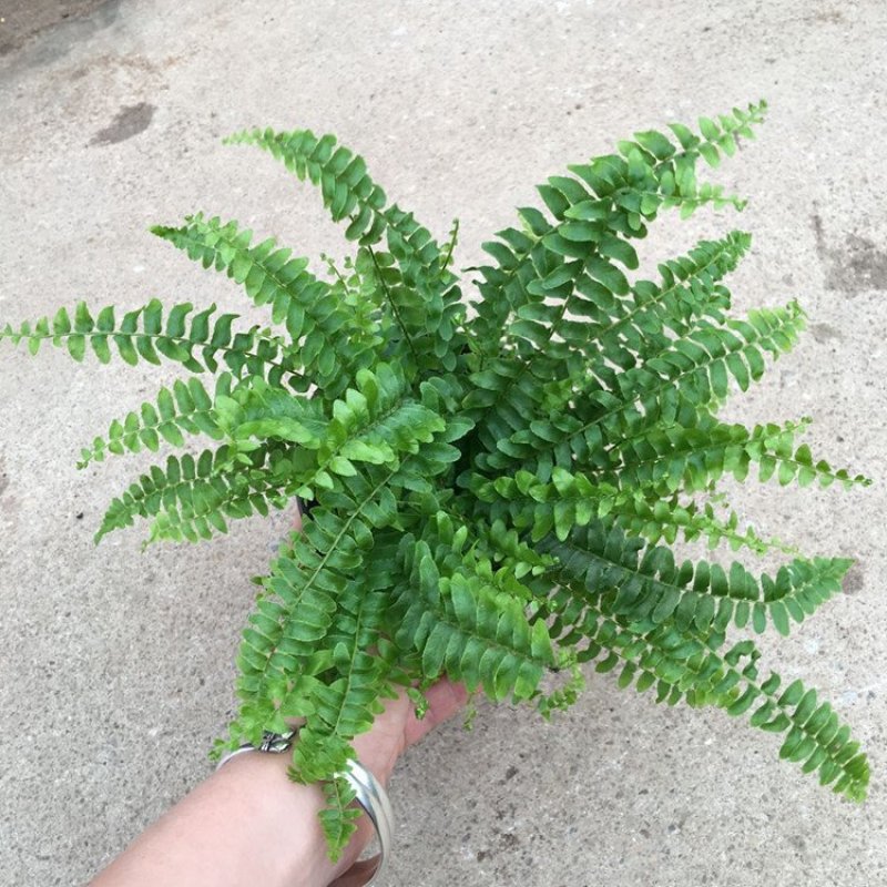 波斯顿蕨盆栽带盆发物流运费到付货到自提不送货上门