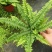 波斯顿蕨盆栽带盆发物流运费到付货到自提不送货上门