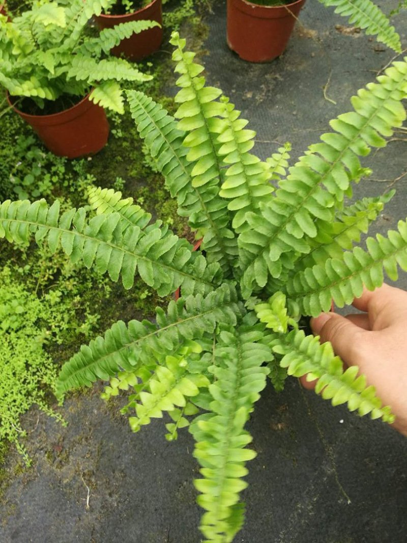 波斯顿蕨盆栽带盆发物流运费到付货到自提不送货上门