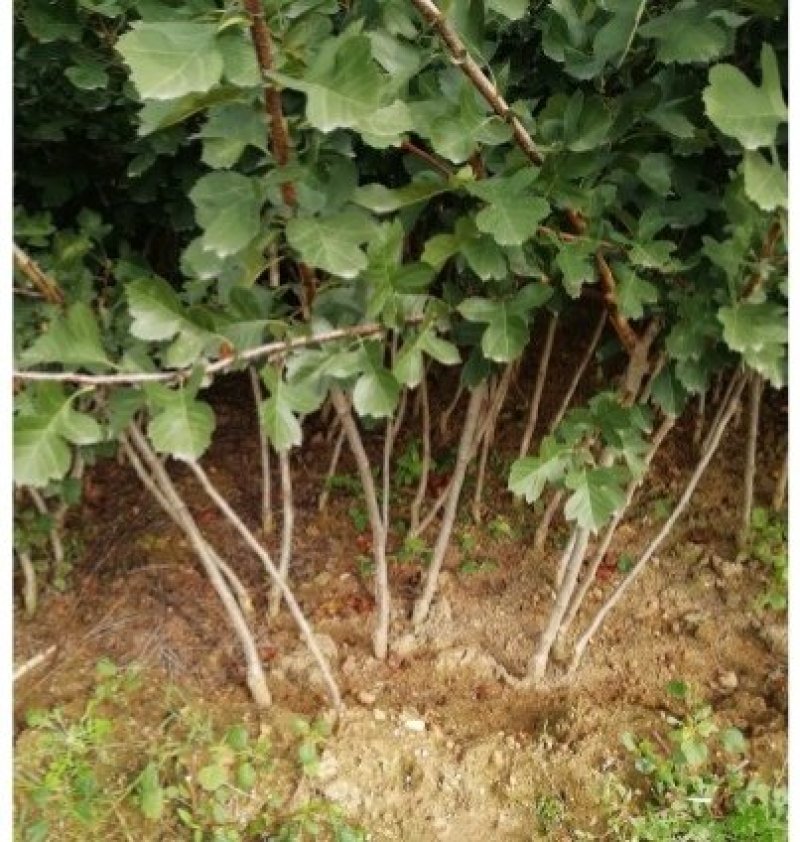三华李苗早熟晚熟正品嫁接苗种植第二年结果