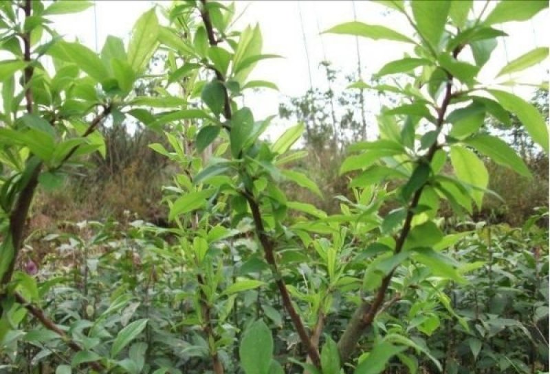 三华李苗早熟晚熟正品嫁接苗种植第二年结果