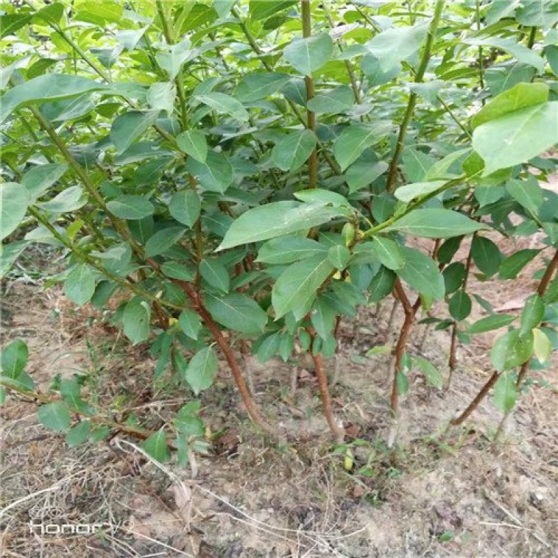 三华李苗早熟晚熟正品嫁接苗种植第二年结果