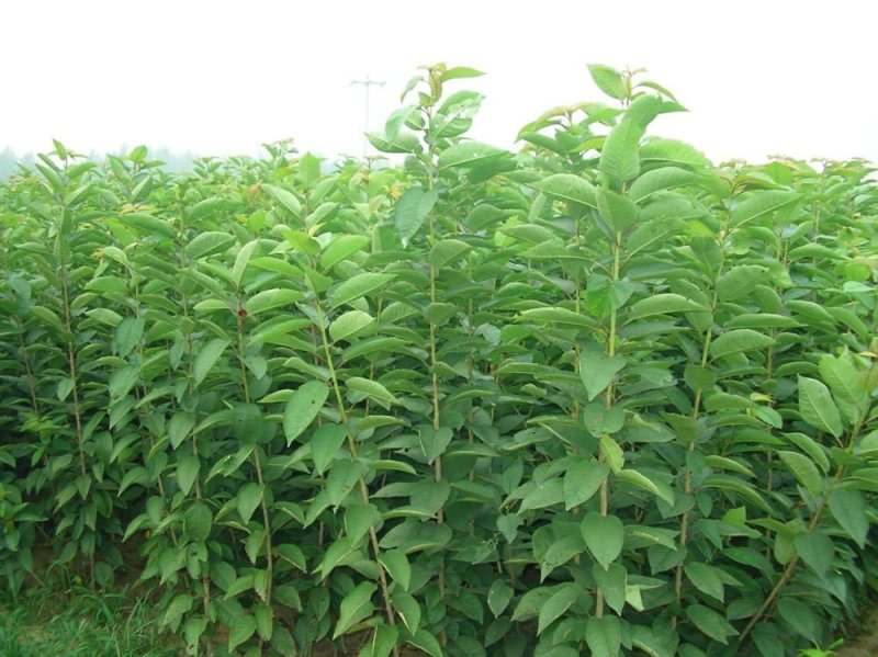三华李苗早熟晚熟正品嫁接苗种植第二年结果