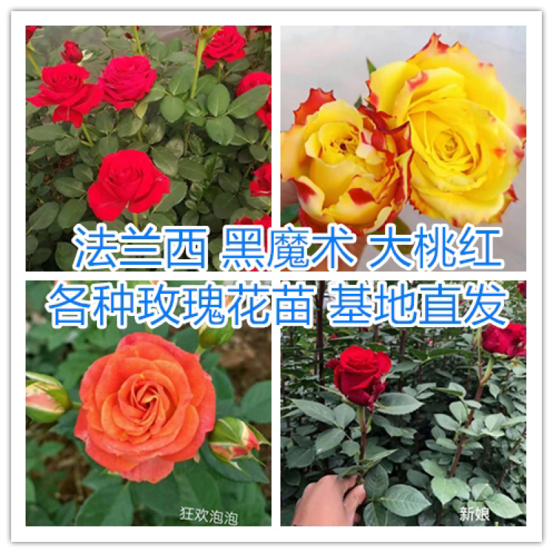 【玫瑰花小苗】玫瑰花苗大食用玫瑰种苗四季开花易成活