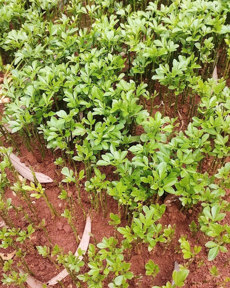 枳壳芽苗，数量大，可嫁柑桔，柚，橙，椪柑
