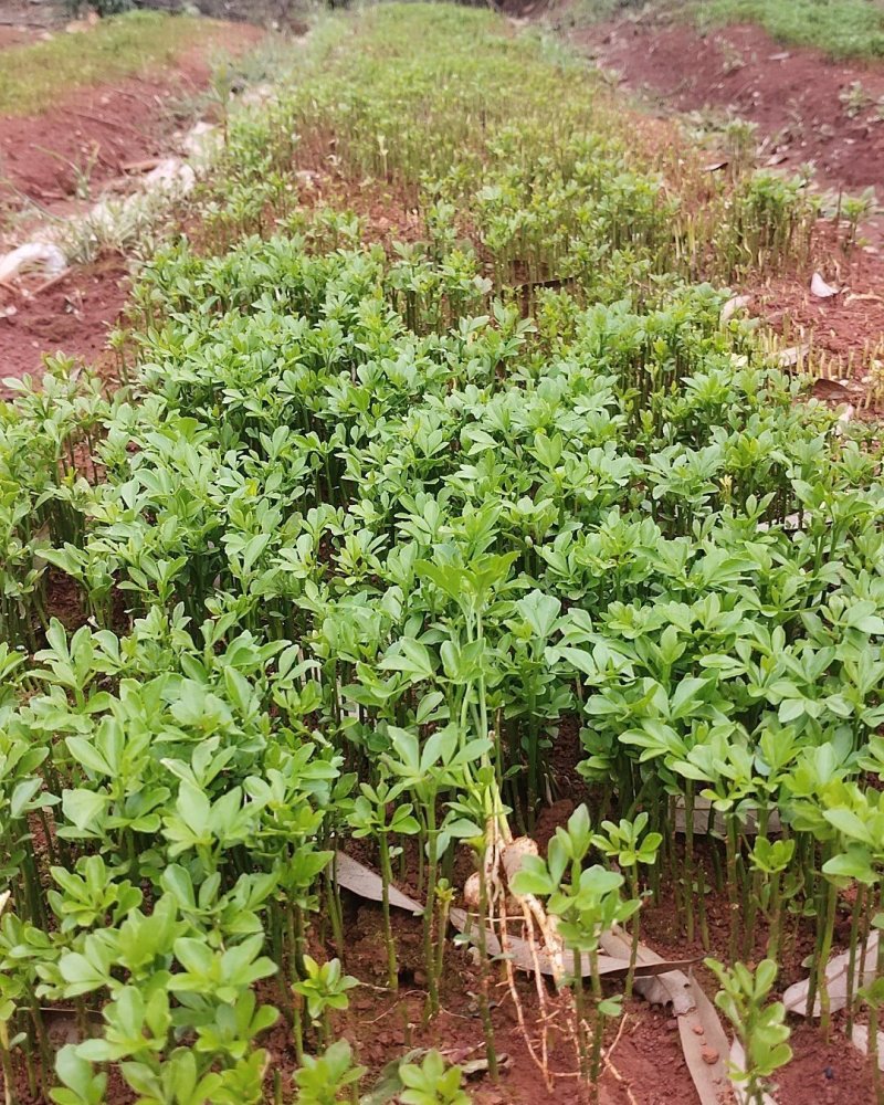 枳壳芽苗，数量大，可嫁柑桔，柚，橙，椪柑