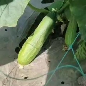 黄瓜