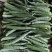 【优选】四川乐山夹江黄瓜大量现货供应产地直销品质保证