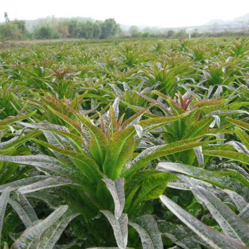 大理红叶精品莴笋大量供应产地直供欢迎选购！
