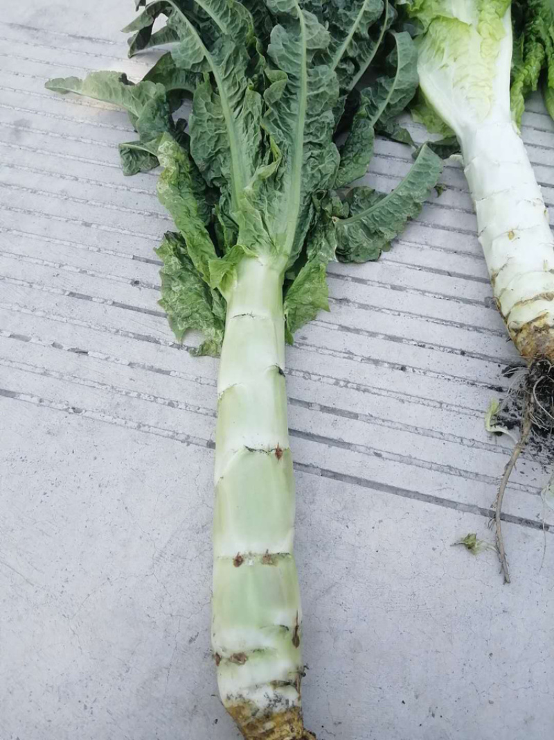 大理红叶精品莴笋大量供应产地直供欢迎选购！