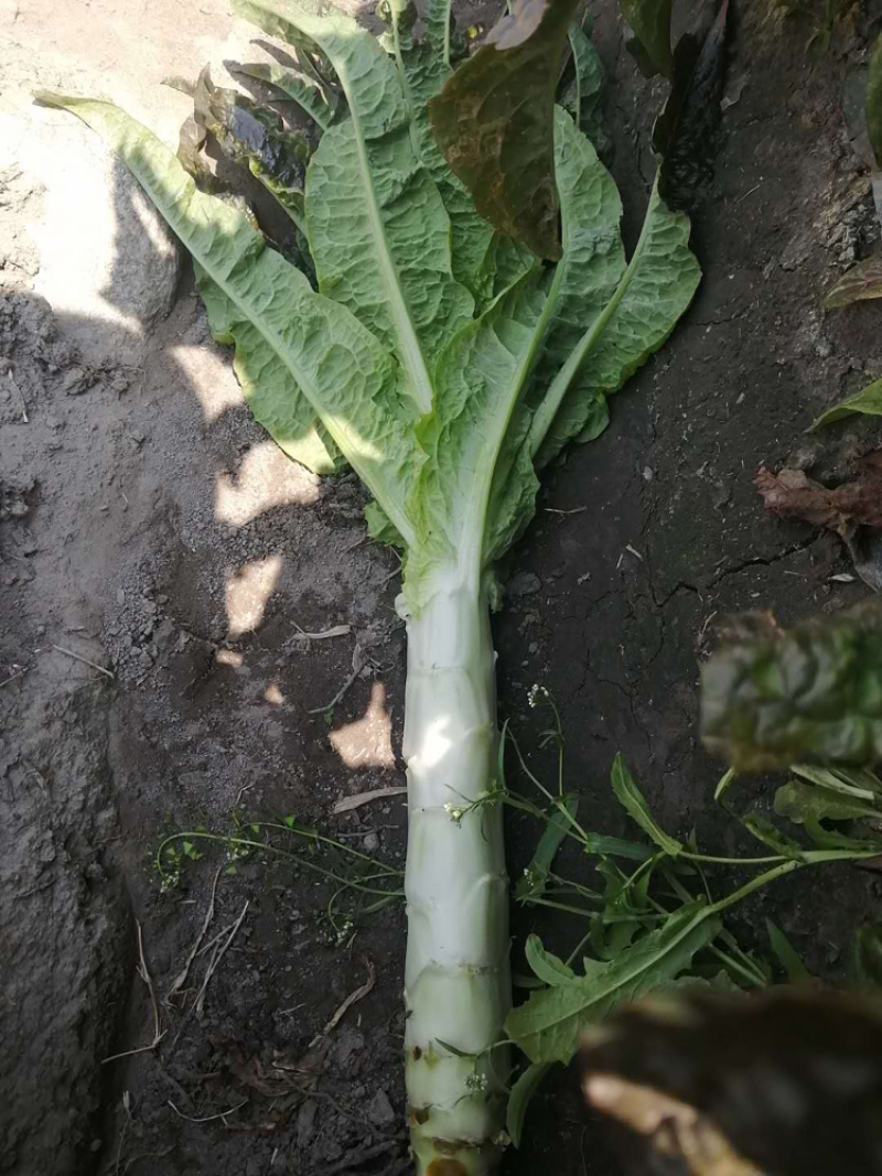 大理红叶精品莴笋大量供应产地直供欢迎选购！