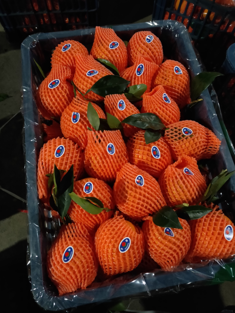 【秭归橙子】湖北脐橙纽荷尔脐橙品质高一手货源长期供货